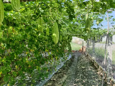 Ý nghĩa phong thủy cây khổ qua, giảm bớt căng thẳng, mang lại sức khỏe và hóa giải năng lượng tiêu cực (ảnh: Internet) Ý nghĩa phong thủy cây khổ qua, giảm bớt căng thẳng, mang lại sức khỏe và hóa giải năng lượng tiêu cực (ảnh: Internet)