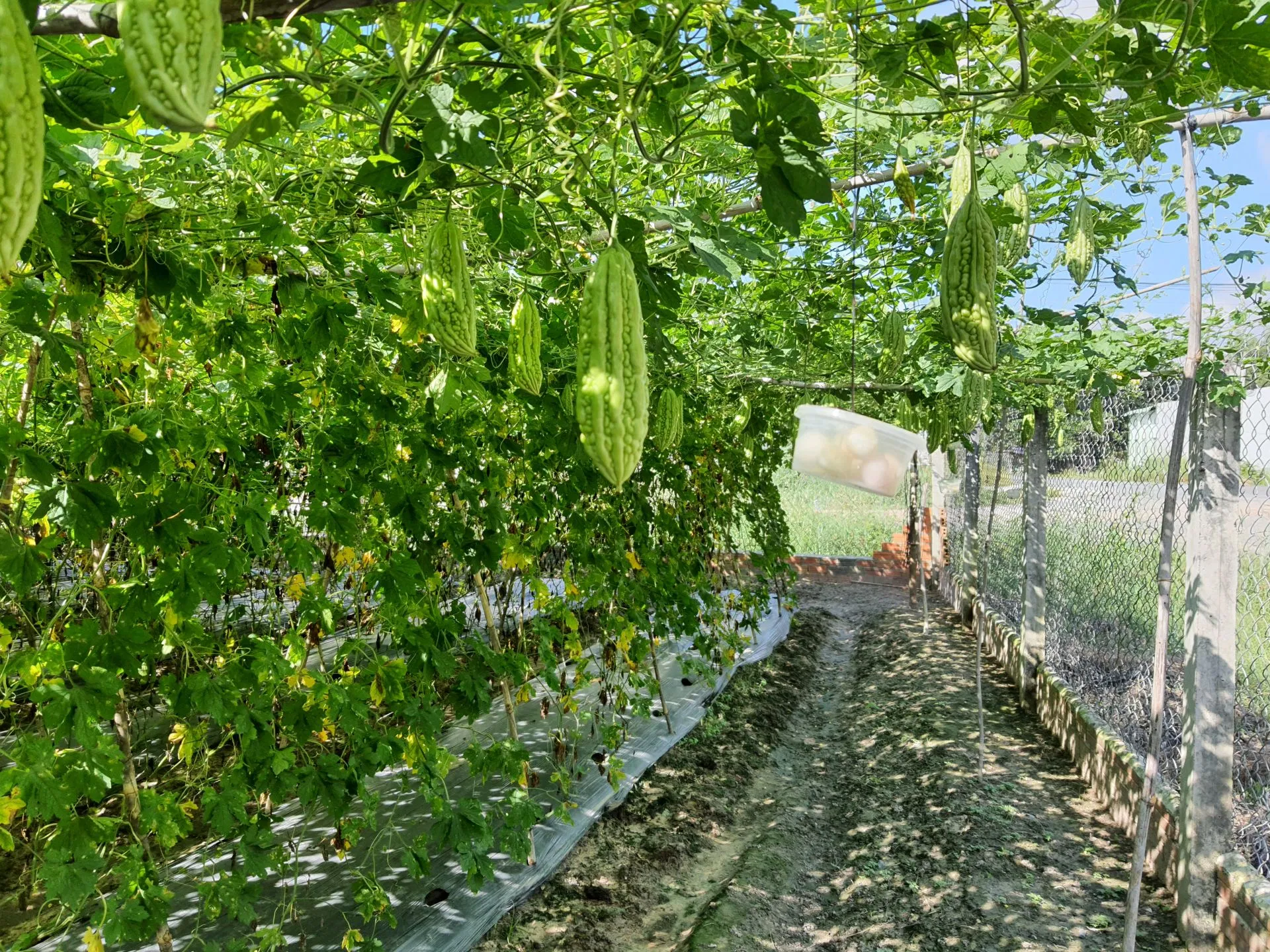 Ý nghĩa phong thủy cây khổ qua, giảm bớt căng thẳng, mang lại sức khỏe và hóa giải năng lượng tiêu cực (ảnh: Internet)