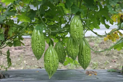 Ý nghĩa phong thủy cây khổ qua, giảm bớt căng thẳng, mang lại sức khỏe và hóa giải năng lượng tiêu cực (ảnh: Internet) Ý nghĩa phong thủy cây khổ qua, giảm bớt căng thẳng, mang lại sức khỏe và hóa giải năng lượng tiêu cực (ảnh: Internet)