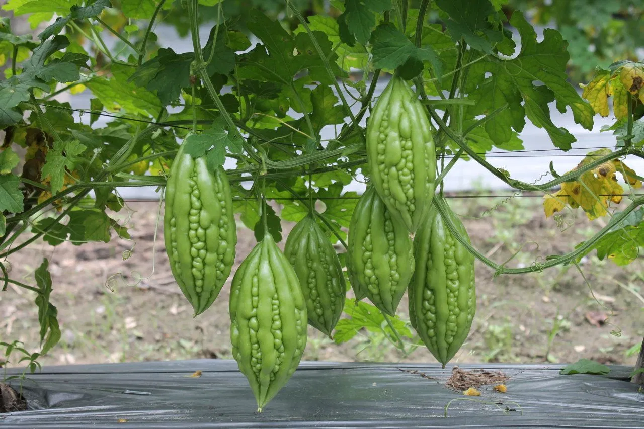 Ý nghĩa phong thủy cây khổ qua, giảm bớt căng thẳng, mang lại sức khỏe và hóa giải năng lượng tiêu cực (ảnh: Internet)