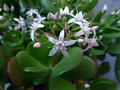 Phong thủy cây ngọc bích, vừa mang vẻ đẹp thanh khiết, vừa tăng cường sinh lực, vận khí (ảnh: Internet) Phong thủy cây ngọc bích, vừa mang vẻ đẹp thanh khiết, vừa tăng cường sinh lực, vận khí (ảnh: Internet)
