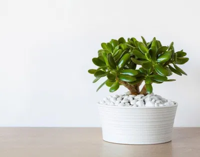 Phong thủy cây ngọc bích, vừa mang vẻ đẹp thanh khiết, vừa tăng cường sinh lực, vận khí (ảnh: Internet) Phong thủy cây ngọc bích, vừa mang vẻ đẹp thanh khiết, vừa tăng cường sinh lực, vận khí (ảnh: Internet)