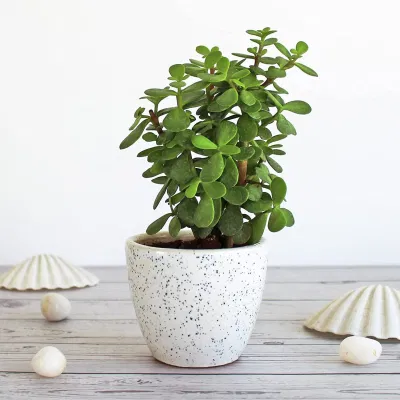Phong thủy cây ngọc bích, vừa mang vẻ đẹp thanh khiết, vừa tăng cường sinh lực, vận khí (ảnh: Internet) Phong thủy cây ngọc bích, vừa mang vẻ đẹp thanh khiết, vừa tăng cường sinh lực, vận khí (ảnh: Internet)
