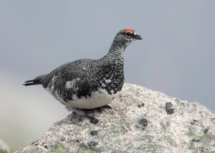 Bạn có can đảm thử những món này không? (Ảnh: Internet)