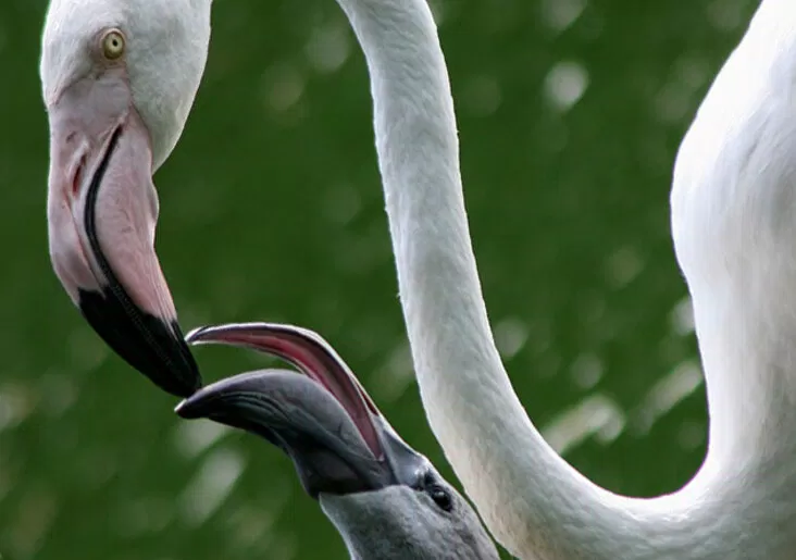 Sữa tươi là một loại thực phẩm cực kì giàu dinh dưỡng (Ảnh: Internet)