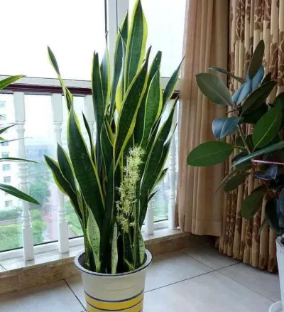 Nơi tốt nhất đặt cây lưỡi hổ hợp phong thủy để lọc tà khí, hút tài lộc (Ảnh: Internet)