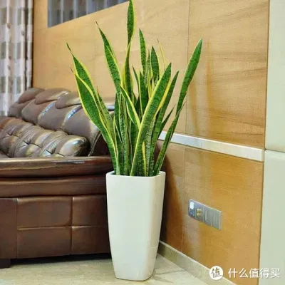 Nơi tốt nhất đặt cây lưỡi hổ hợp phong thủy để lọc tà khí, hút tài lộc (Ảnh: Internet) Nơi tốt nhất đặt cây lưỡi hổ hợp phong thủy để lọc tà khí, hút tài lộc (Ảnh: Internet)