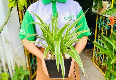 Phong thủy cây mẫu tử: giúp gia đình thịnh vượng, nhiều may mắn và hanh thông trong công việc (ảnh: Internet) Phong thủy cây mẫu tử: giúp gia đình thịnh vượng, nhiều may mắn và hanh thông trong công việc (ảnh: Internet)
