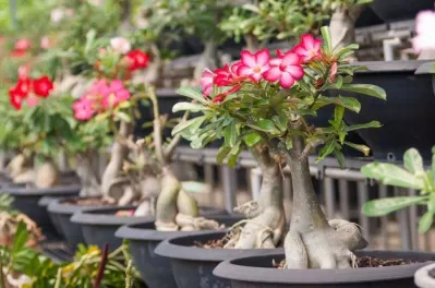 Các cây phong thủy trồng ở mộ mang lại may mắn, phú quý cho con cháu (Ảnh: Internet) Các cây phong thủy trồng ở mộ mang lại may mắn, phú quý cho con cháu (Ảnh: Internet)