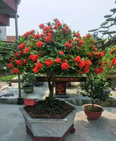 Các cây phong thủy trồng ở mộ mang lại may mắn, phú quý cho con cháu (Ảnh: Internet) Các cây phong thủy trồng ở mộ mang lại may mắn, phú quý cho con cháu (Ảnh: Internet)