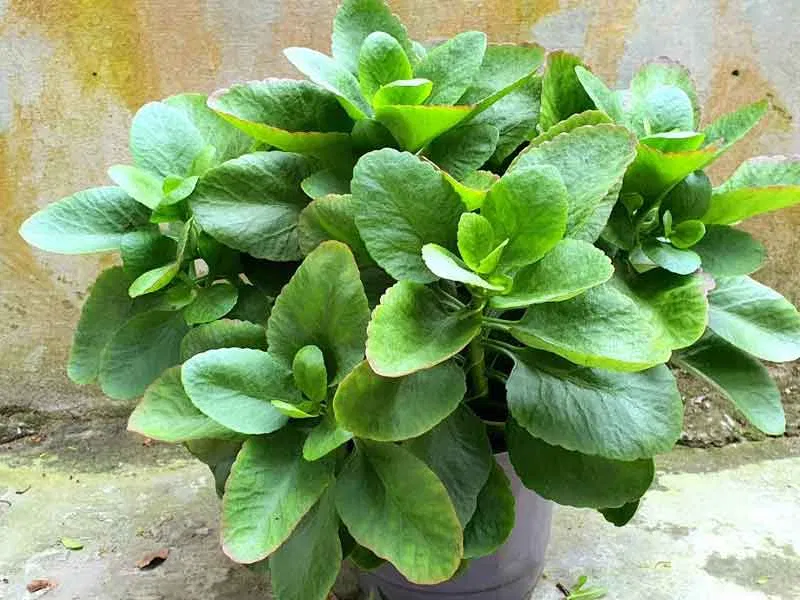 Phong thủy cây sống đời, mong cầu cho gia đình sức khỏe, hạnh phúc; mang nhiều ý nghĩa của sự sinh sôi nảy nở (ảnh: Internet) Phong thủy cây sống đời, mong cầu cho gia đình sức khỏe, hạnh phúc; mang nhiều ý nghĩa của sự sinh sôi nảy nở (ảnh: Internet)