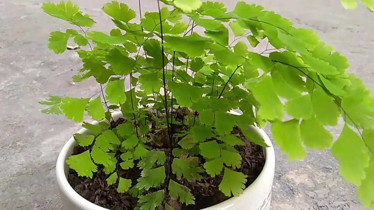 Phong thủy cây tóc thần vệ nữ, giúp lọc không khí, hấp thụ khói thuốc và chất độc hại tại nhà (ảnh: Internet) Phong thủy cây tóc thần vệ nữ, giúp lọc không khí, hấp thụ khói thuốc và chất độc hại tại nhà (ảnh: Internet)