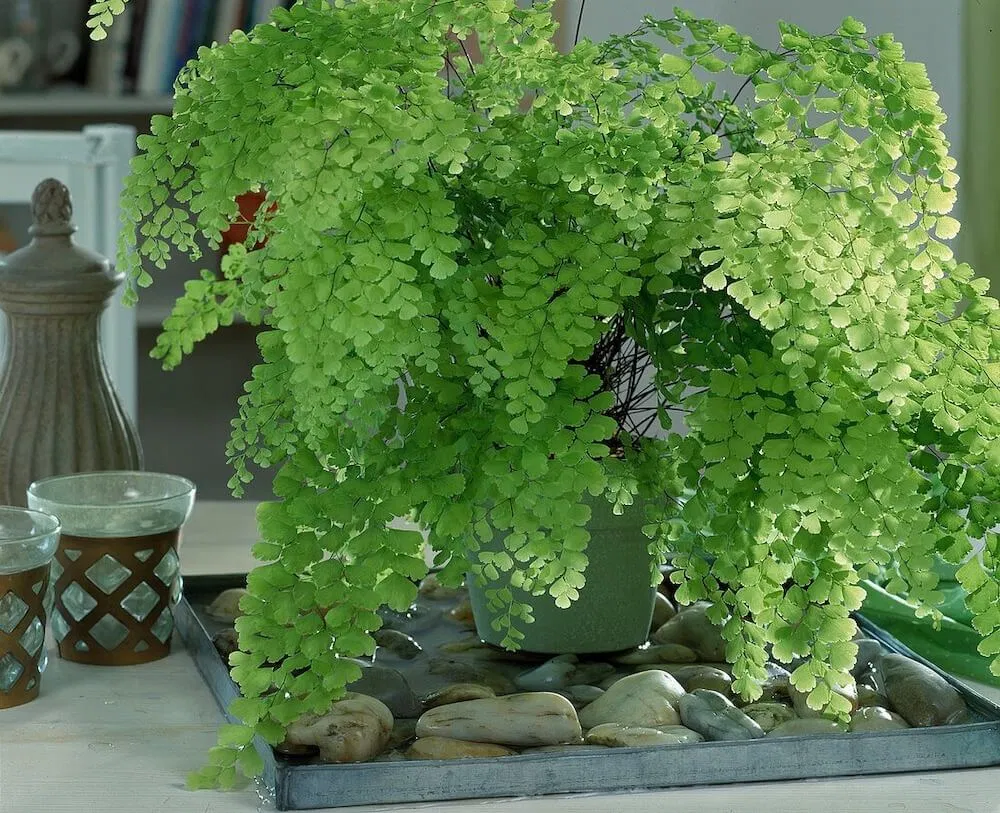 Phong thủy cây tóc thần vệ nữ, giúp lọc không khí, hấp thụ khói thuốc và chất độc hại tại nhà (ảnh: Internet)