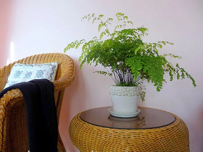 Phong thủy cây tóc thần vệ nữ, giúp lọc không khí, hấp thụ khói thuốc và chất độc hại tại nhà (ảnh: Internet)