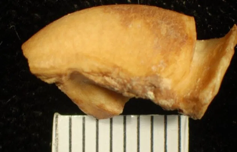 Bạn đã nghe về chế độ ăn này bao giờ chưa? (Ảnh: Internet)