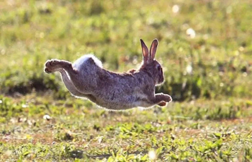 Bạn đã nghe về chế độ ăn này bao giờ chưa? (Ảnh: Internet)