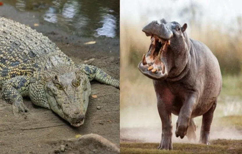 Bạn đã nghe về chế độ ăn này bao giờ chưa? (Ảnh: Internet)