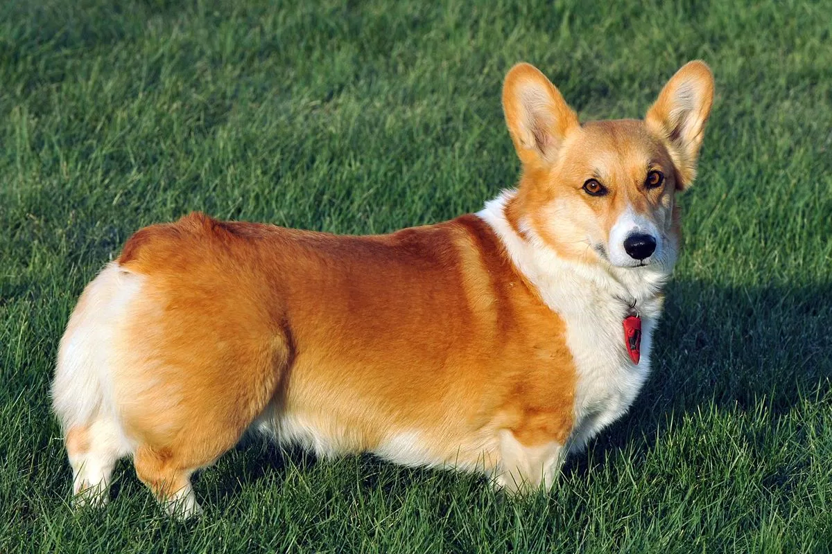 Chó Corgi (Nguồn: Internet)