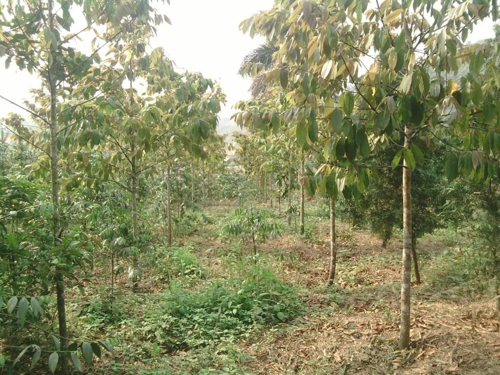 Gỗ chò chỉ - loại gỗ không sợ ngấm nước, chống cong vênh, ứng dụng trong nhiều ngành khác nhau (ảnh: Internet) Gỗ chò chỉ - loại gỗ không sợ ngấm nước, chống cong vênh, ứng dụng trong nhiều ngành khác nhau (ảnh: Internet)