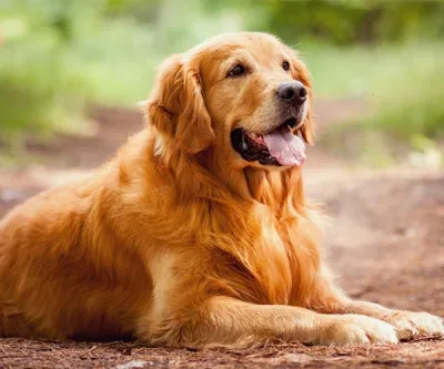 Golden Retriever (Nguồn: Internet) Golden Retriever (Nguồn: Internet)