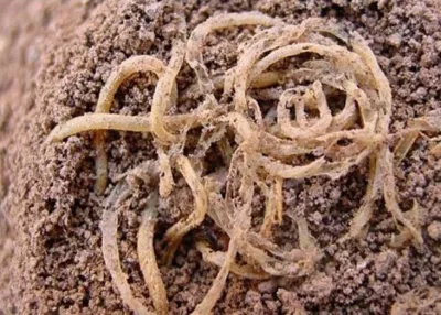 Tuổi tác của những loại thực phẩm này lên đến hàng nghìn năm (Ảnh: Internet)