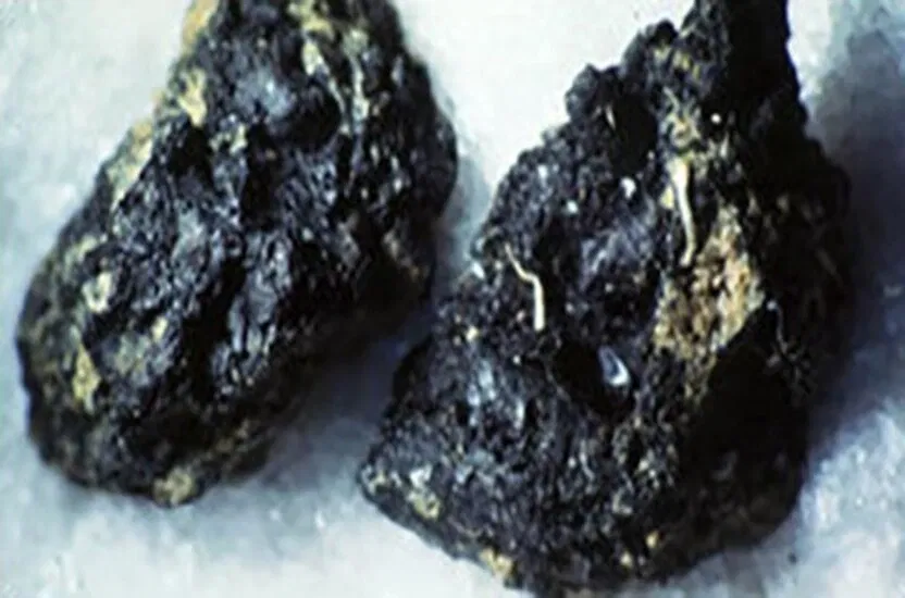 Tuổi tác của những loại thực phẩm này lên đến hàng nghìn năm (Ảnh: Internet)