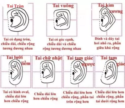 Các tướng tai khác nhau (Ảnh: Internet) Các tướng tai khác nhau (Ảnh: Internet)
