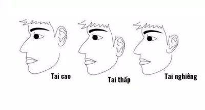 Các cách xem tướng tai trong nhân tướng học (Ảnh: Internet) Các cách xem tướng tai trong nhân tướng học (Ảnh: Internet)