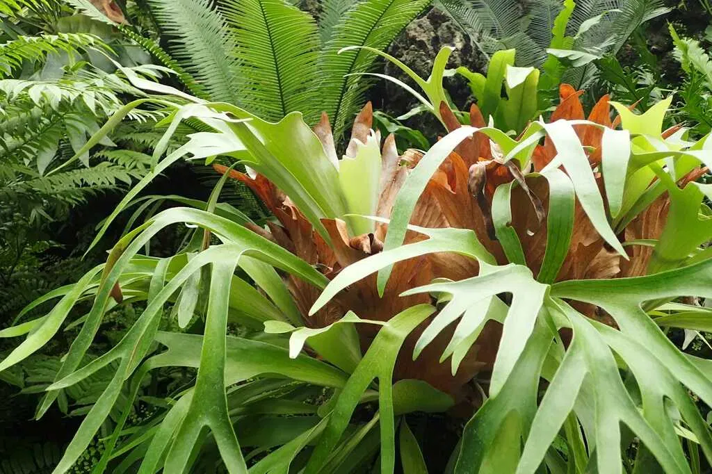 Phong thủy cây dương xỉ, mang lại may mắn khi trồng trong nhà, tăng năng lượng tích cực và giảm căng thẳng (ảnh: Internet) Phong thủy cây dương xỉ, mang lại may mắn khi trồng trong nhà, tăng năng lượng tích cực và giảm căng thẳng (ảnh: Internet)