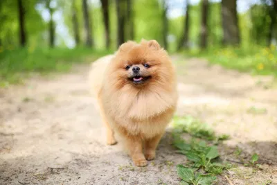 Chó Pomeranian (Nguồn: Internet) Chó Pomeranian (Nguồn: Internet)