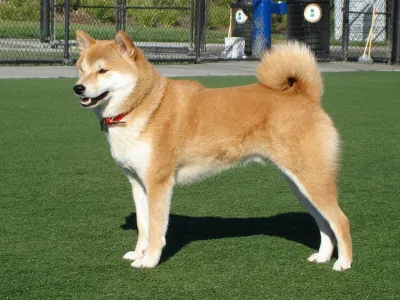 Chó Shiba (Nguồn: Internet) Chó Shiba (Nguồn: Internet)