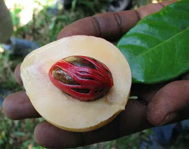 Thế giới ẩm thực có rất nhiều thông tin thú vị (Ảnh: Internet)