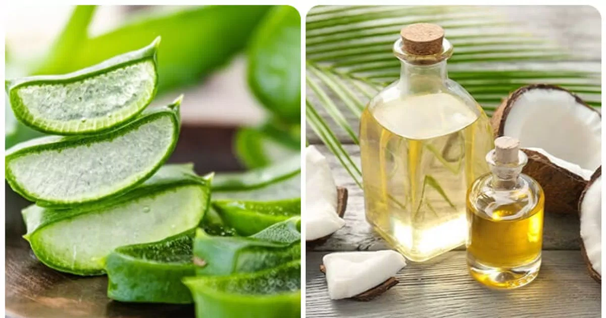 Nha đam và dầu dừa là hai nguyên liệu dưỡng tóc quen thuộc (Nguồn: Internet)