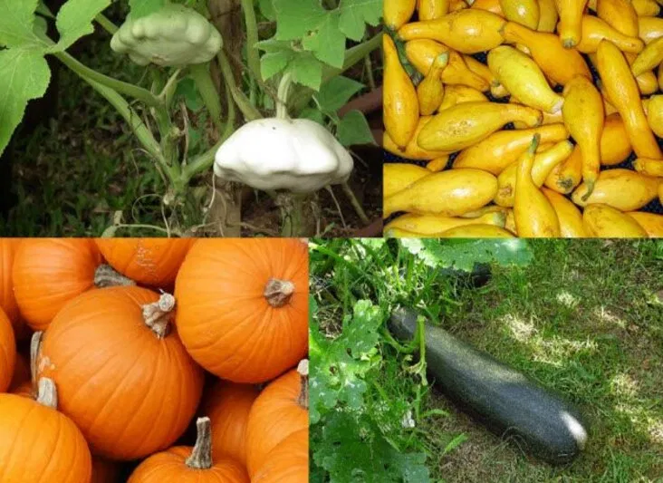 Bí ngô là loại quả biểu tượng của mùa thu (Ảnh: Internet)