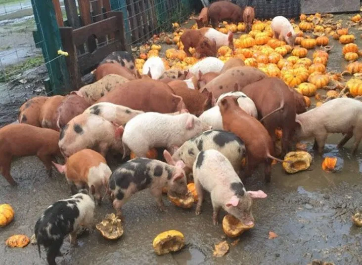 Bí ngô là loại quả biểu tượng của mùa thu (Ảnh: Internet)