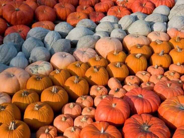 Bí ngô là loại quả biểu tượng của mùa thu (Ảnh: Internet)