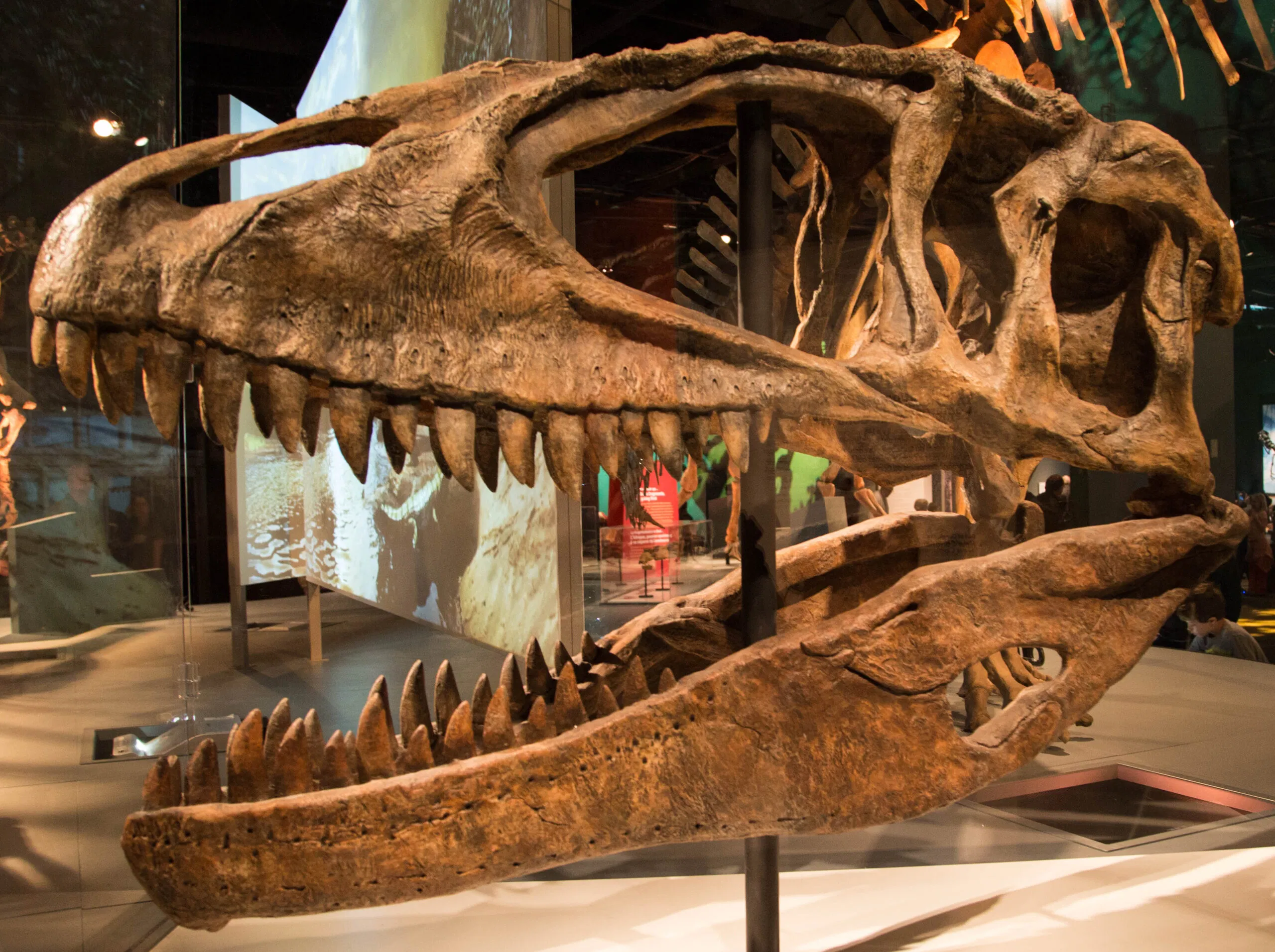 Carcharodontosaurus (Nguồn: Internet) Carcharodontosaurus (Nguồn: Internet)