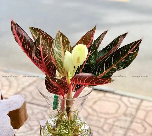 Phong thủy cây bao thanh thiên, thu hút tài lộc may mắn, mang đến vận mệnh và sự thịnh vượng trong công việc (ảnh: Internet) Phong thủy cây bao thanh thiên, thu hút tài lộc may mắn, mang đến vận mệnh và sự thịnh vượng trong công việc (ảnh: Internet)