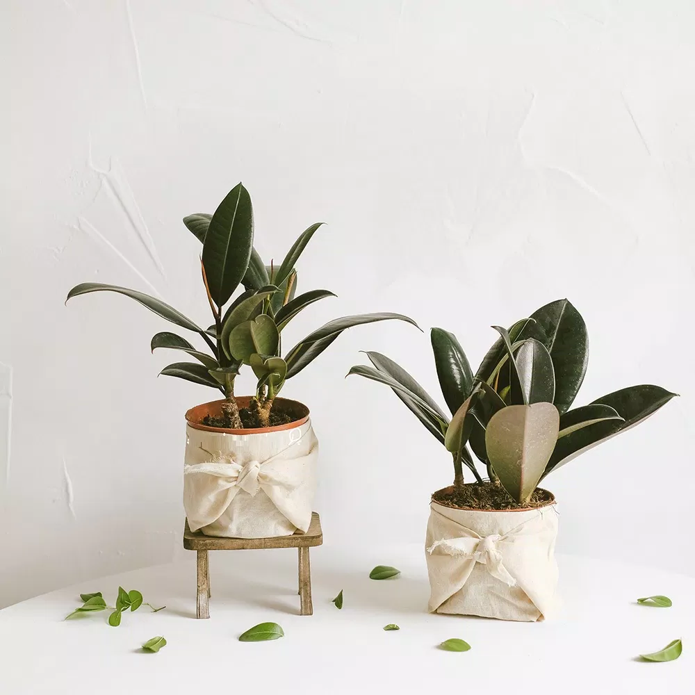 Phong thủy cây đa búp đỏ, mang lại ý nghĩa may mắn an lành, giúp gia chủ công việc thuận lợi (ảnh: Internet) Phong thủy cây đa búp đỏ, mang lại ý nghĩa may mắn an lành, giúp gia chủ công việc thuận lợi (ảnh: Internet)