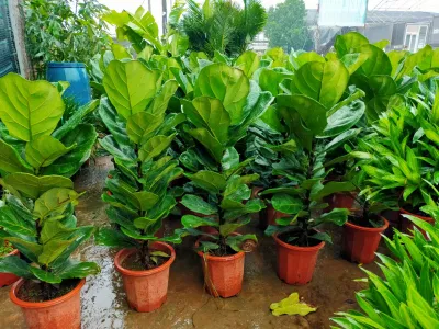 Phong thủy cây bàng Singapore: giúp cho cuộc sống của gia chủ luôn được thuận lợi, vui vẻ và gặp nhiều may mắn (ảnh: Internet) Phong thủy cây bàng Singapore: giúp cho cuộc sống của gia chủ luôn được thuận lợi, vui vẻ và gặp nhiều may mắn (ảnh: Internet)
