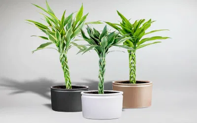 Phong thủy cây trúc phú quý: tượng trưng cho sự phú quý, đại cát, đại lợi, giúp mang lại nhiều may mắn và bình an cho gia chủ (ảnh: Internet) Phong thủy cây trúc phú quý: tượng trưng cho sự phú quý, đại cát, đại lợi, giúp mang lại nhiều may mắn và bình an cho gia chủ (ảnh: Internet)