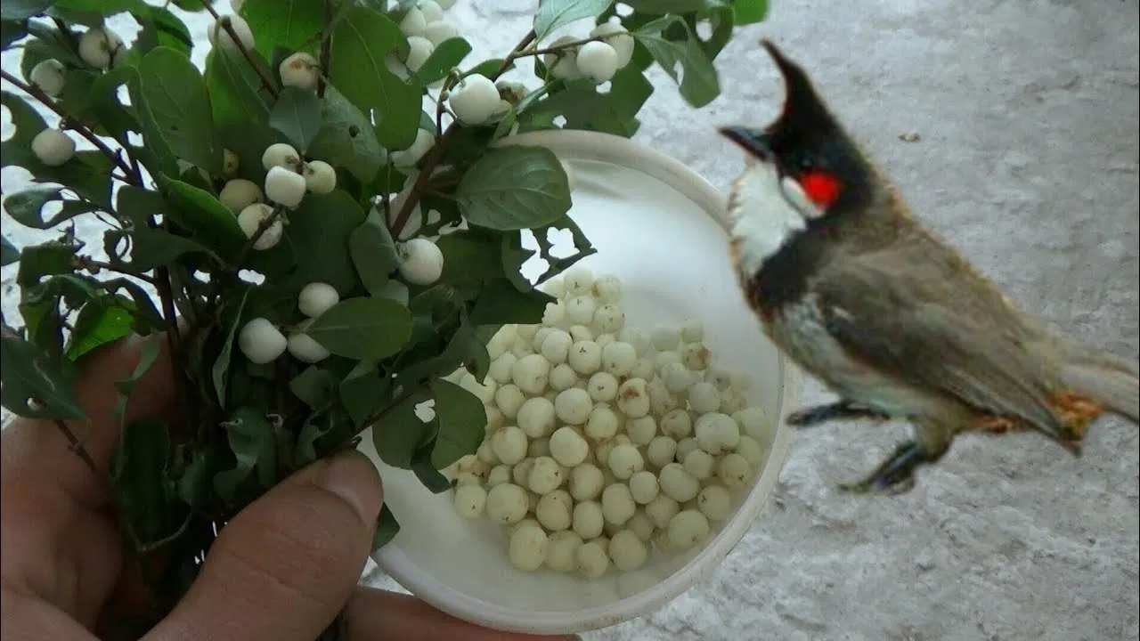 Cho chào mào ăn trái cây (Nguồn: Internet) Cho chào mào ăn trái cây (Nguồn: Internet)