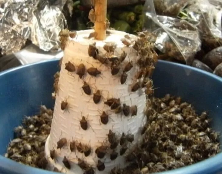 Côn trùng là nguồn thực phẩm giàu dinh dưỡng (Ảnh: Internet)