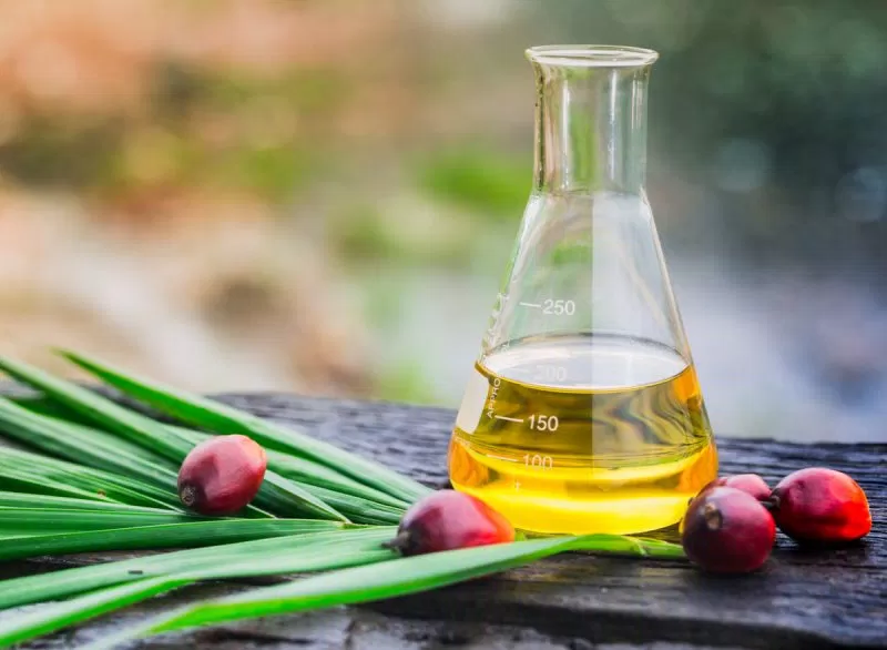 Dầu cọ (Ảnh: Internet) Dầu cọ (Ảnh: Internet)