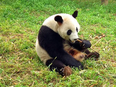 Gấu trúc (Ailuropoda melanoleuca) (Nguồn: Internet) Gấu trúc (Ailuropoda melanoleuca) (Nguồn: Internet)