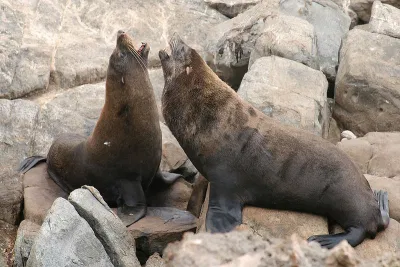 Hải cẩu đỏ (Arctocephalus pusillus) (Nguồn: Internet) Hải cẩu đỏ (Arctocephalus pusillus) (Nguồn: Internet)