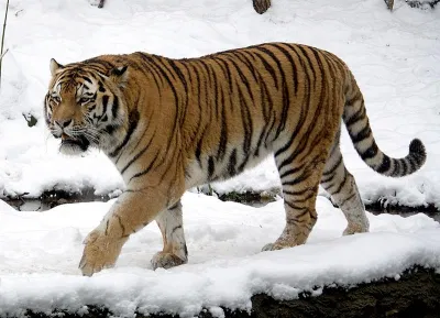 Hổ Siberi (Panthera tigris altaica) (Nguồn: Internet) Hổ Siberi (Panthera tigris altaica) (Nguồn: Internet)