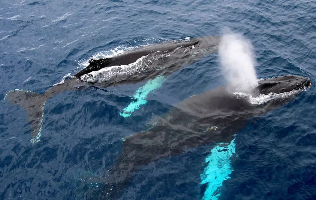 Khám phá loài cá voi xanh động vật lớn nhất thế giới (Nguồn: Internet) Khám phá loài cá voi xanh động vật lớn nhất thế giới (Nguồn: Internet)