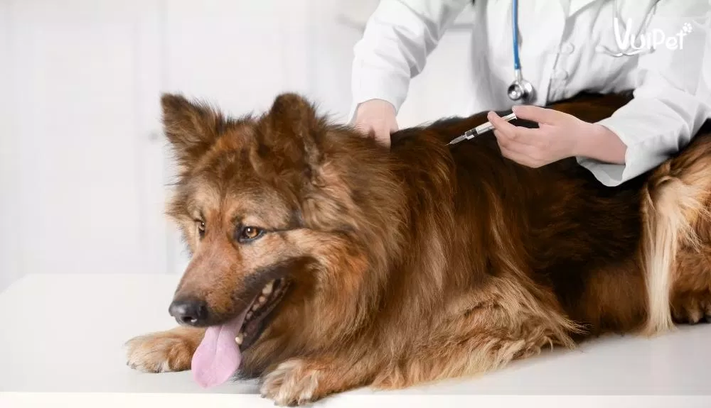 Nên tiêm phòng cho chó để phòng ngừa các bệnh truyền nhiễm (Ảnh: Internet)