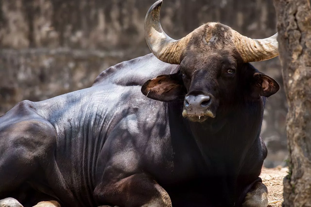 Loài lớn nhất và cao nhất trong số các loài gia súc hoang dã (Nguồn: Internet) Loài lớn nhất và cao nhất trong số các loài gia súc hoang dã (Nguồn: Internet)